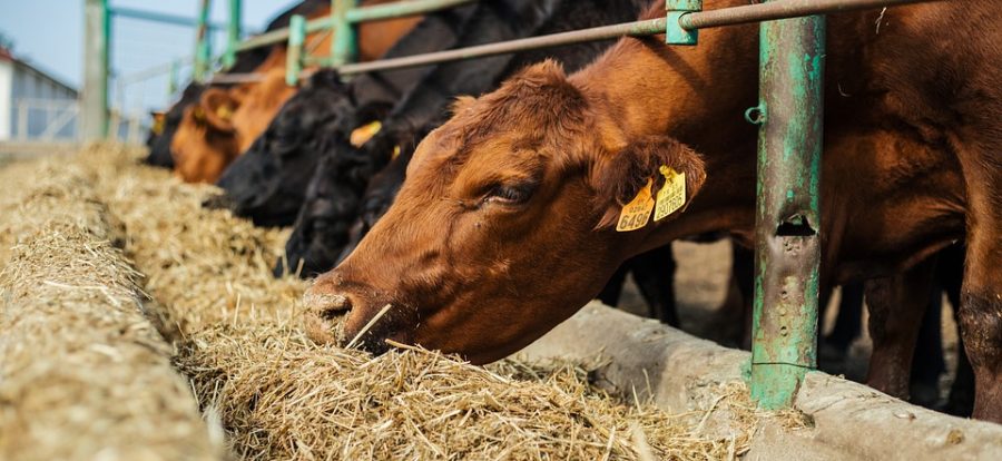 Küçük aile işletmeleri desteklenecek