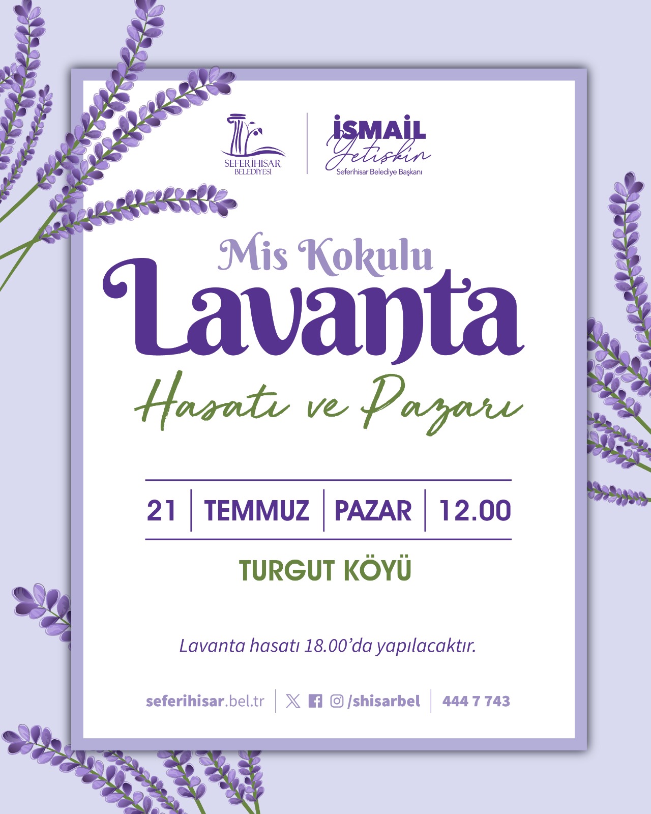 Seferihisar'da lavanta hasadı zamanı