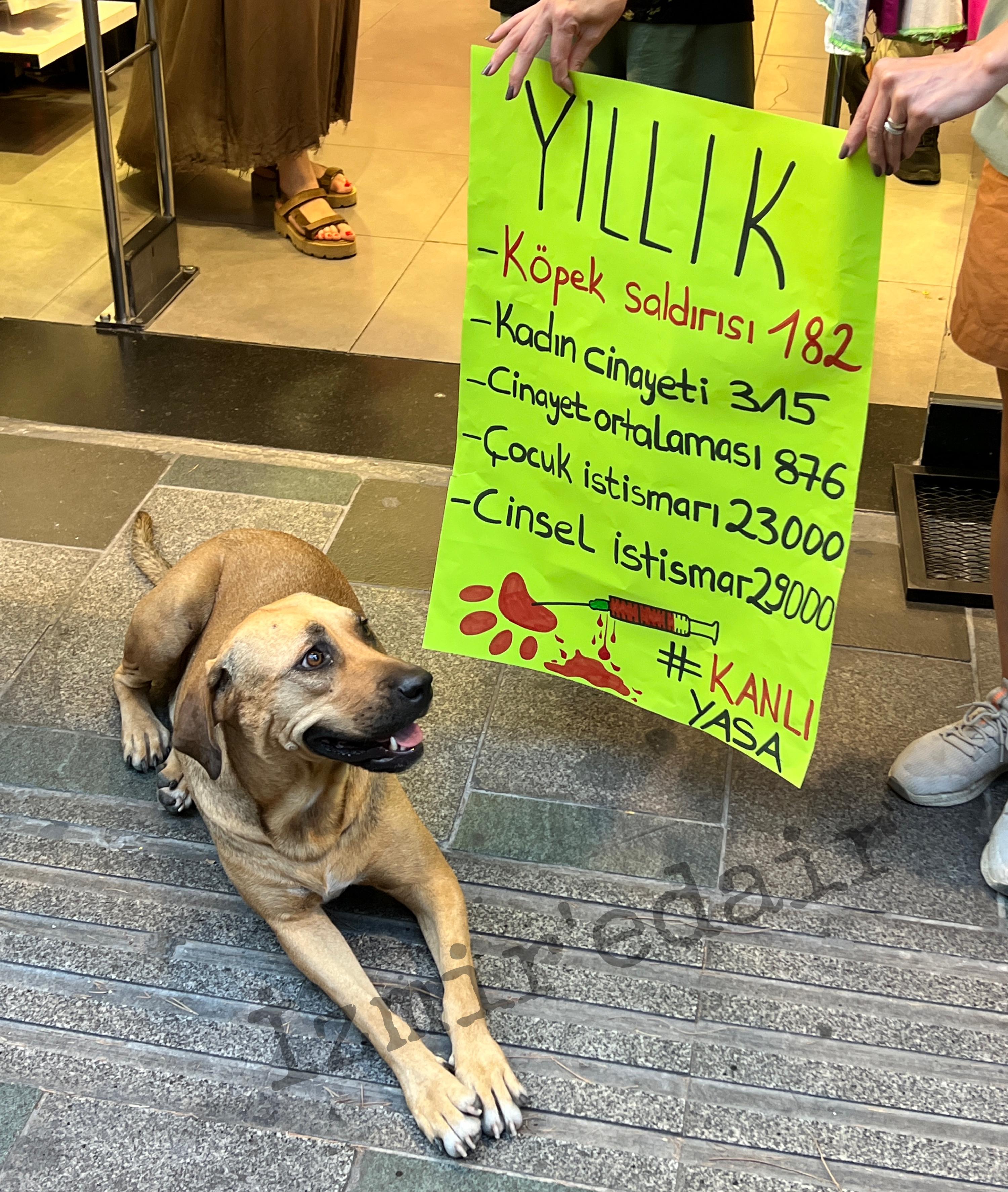 Vicdanın Sesi Karşıyaka'da Yükseliyor: Hayvan Katliamına Hayır