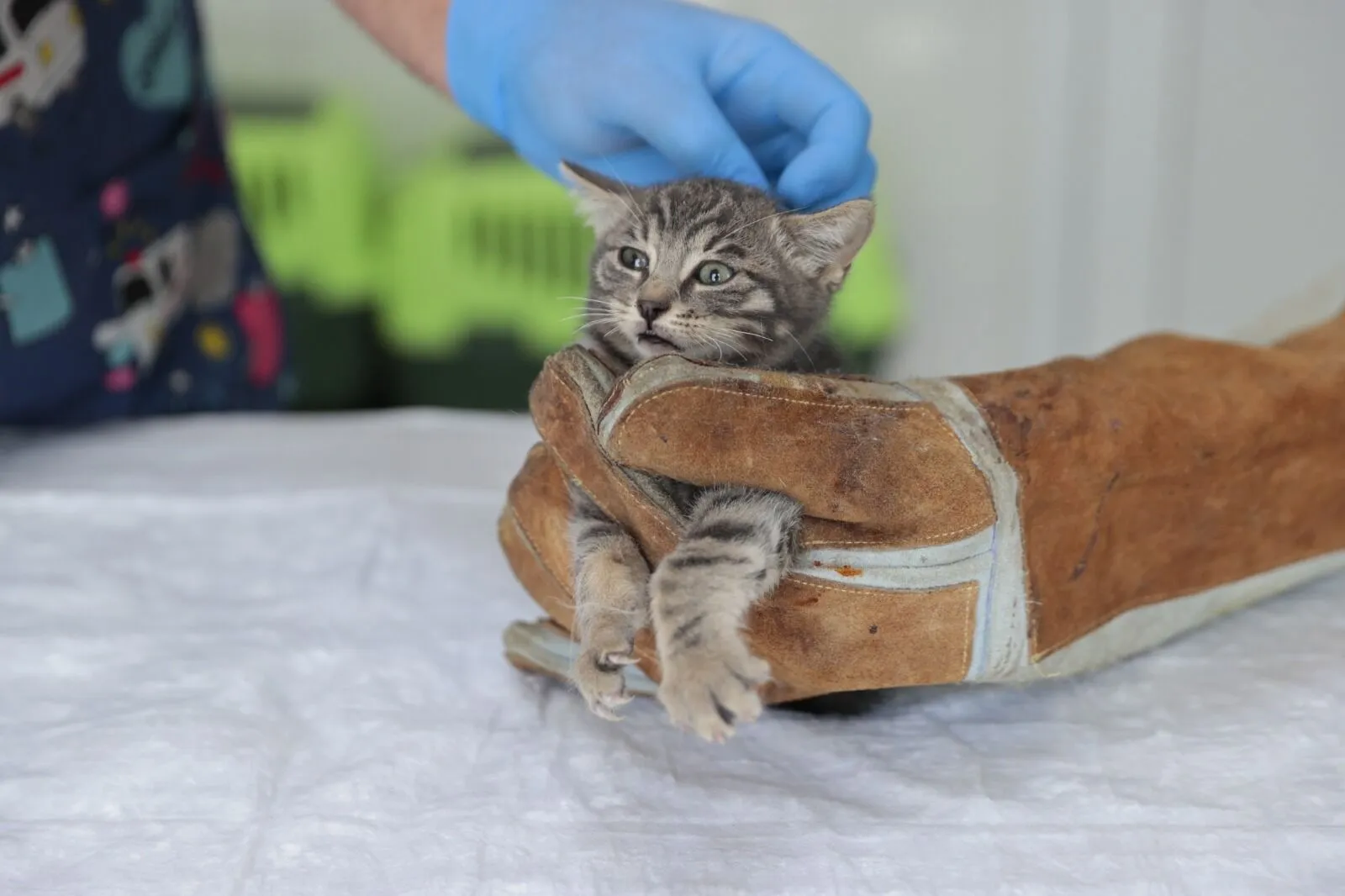 Konak'ta kurtarılan yavru kediler sıcak bir yuva bekliyor