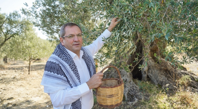 Anıt ağaçlardan ilk zeytinyağı üretildi