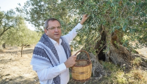 Anıt ağaçlardan ilk zeytinyağı üretildi