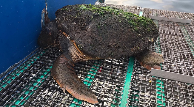 Dört ayda dördüncü Caretta caretta