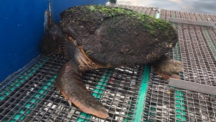 Dört ayda dördüncü Caretta caretta