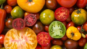 Irak’a taze domates ihracatı serbest