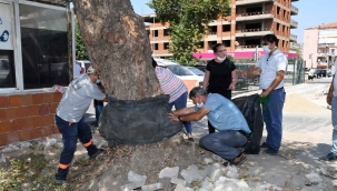 Karabağlar Belediyesi’nden yeşile saygı