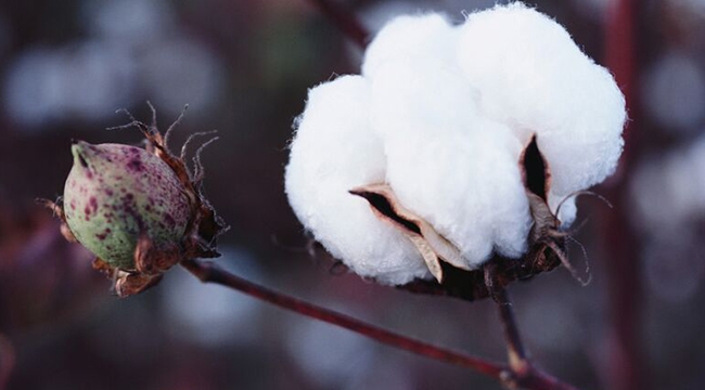 Pamuk ‘Beyaz Altın’ olduğu günlerin özlemini duyuyor