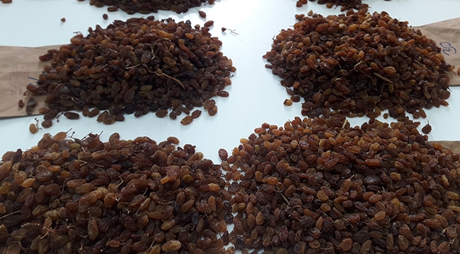 Türkiye, kuru üzüm üretiminde açık ara dünya lideri