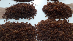 Türkiye, kuru üzüm üretiminde açık ara dünya lideri