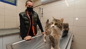 Depremzede kediyi Haluk Levent sahiplendi