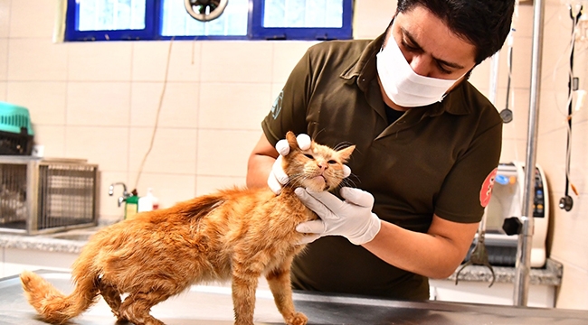 Enkazdan çıkarılan kediler tedavi altına alındı