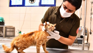 Enkazdan çıkarılan kediler tedavi altına alındı