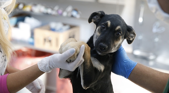 Konak’ta can dostlar güvende