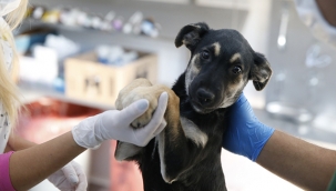 Konak’ta can dostlar güvende