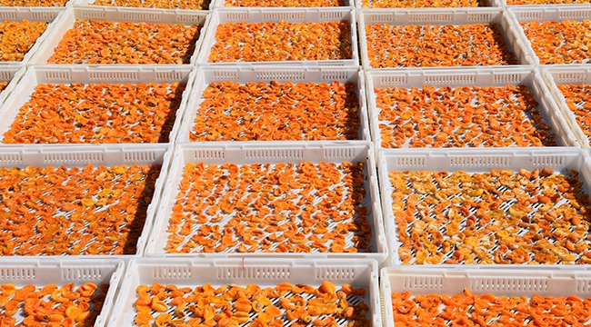 Türkiye, 90 ülkeye kuru kayısı ihraç etti