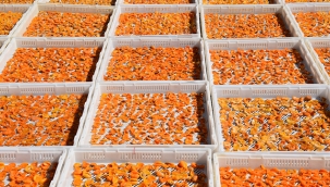 Türkiye, 90 ülkeye kuru kayısı ihraç etti