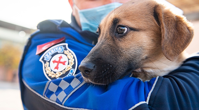 Aracın çarptığı yavru köpeği zabıta sahiplendi