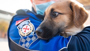 Aracın çarptığı yavru köpeği zabıta sahiplendi