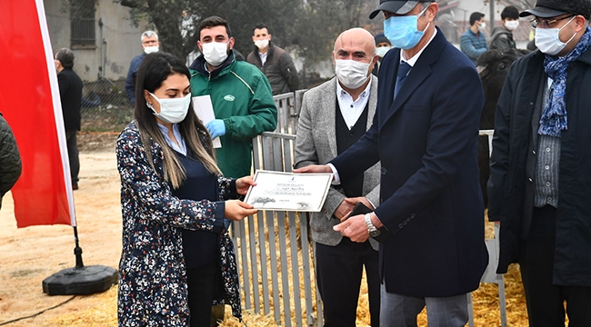 Büyükşehir&#039;den çiftçiye tescilli yerli manda