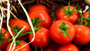 Domates ihracatçıları Rusya’ya ihracatta kotanın kaldırılmasını istiyor