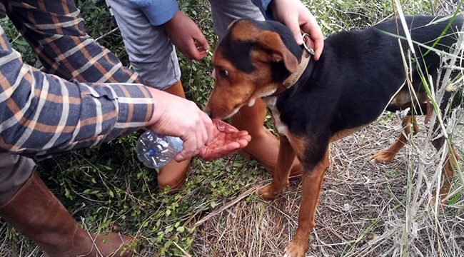 İzmir İtfaiyesi kuyuda mahsur kalan köpeği kurtardı