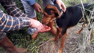 İzmir İtfaiyesi kuyuda mahsur kalan köpeği kurtardı