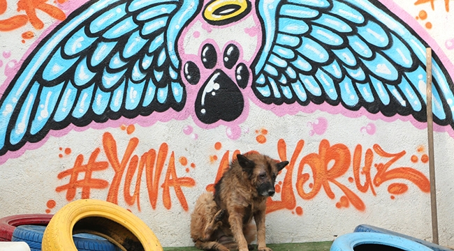 Konak&#039;ta can dostlar için STK&#039;larla işbirliğine devam