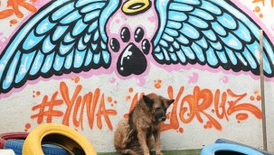 Konak'ta can dostlar için STK'larla işbirliğine devam