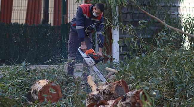 Bayraklı’da sağlıklı ağaç dönemi