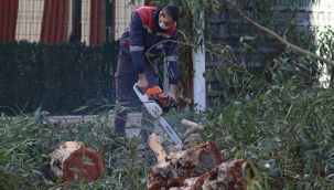 Bayraklı’da sağlıklı ağaç dönemi