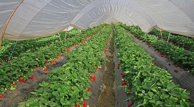 Gıda Güvenliği için dev adım ‘Kullandığımız Pestisitleri Biliyoruz’ projesi