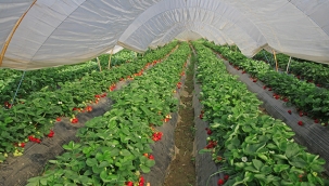 Gıda Güvenliği için dev adım ‘Kullandığımız Pestisitleri Biliyoruz’ projesi