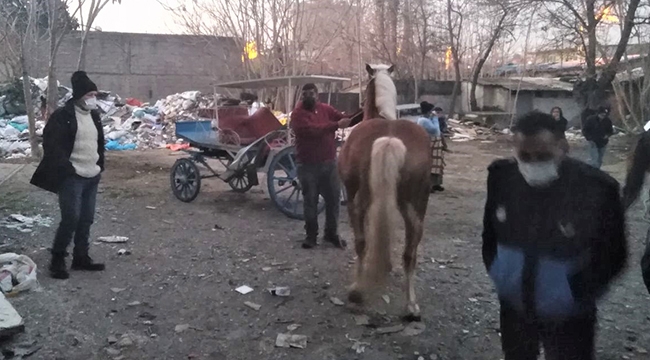 Konak zabıtası Atları kurtardı