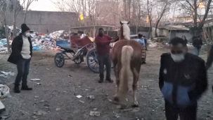 Konak zabıtası Atları kurtardı