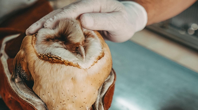 Sevimli dostlar emin ellerde