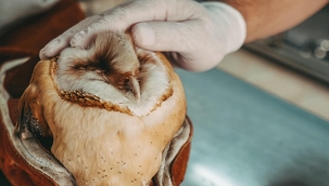 Sevimli dostlar emin ellerde