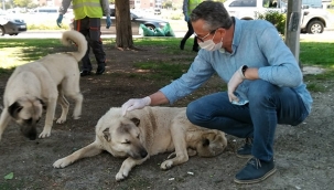 Sokağa çıkma kısıtlamalarında can dostlar unutulmuyor