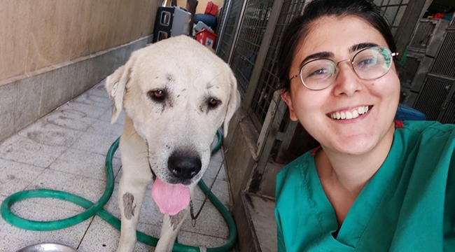 Umut kesilen köpeği Büyükşehir veterinerleri hayata döndürdü