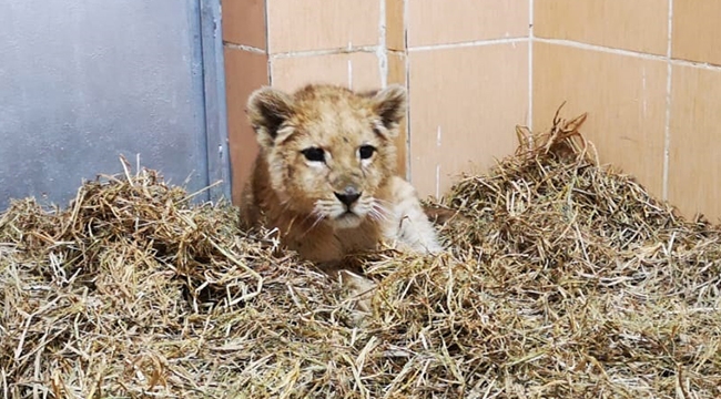 Yavru aslan kafesten Doğal Yaşam Parkı’na