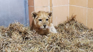 Yavru aslan kafesten Doğal Yaşam Parkı’na