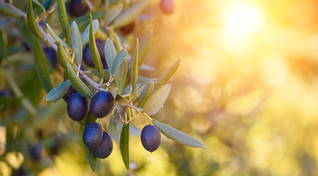 Zeytin ve zeytinyağı ihracatında hedef 1,5 milyar dolar