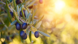 Zeytin ve zeytinyağı ihracatında hedef 1,5 milyar dolar