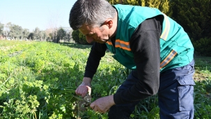 Adabahçe’de kış hasadı