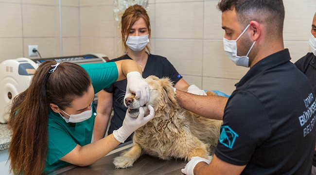 Kısırlaştırılan kedi-köpek sayısı iki katına çıktı