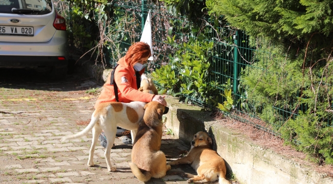 Bayraklı&#039;da hayvanseverlerden örnek dayanışma