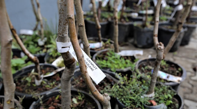 Buca’nın kırsal mahallelerine fidan desteği