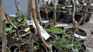 Buca’nın kırsal mahallelerine fidan desteği