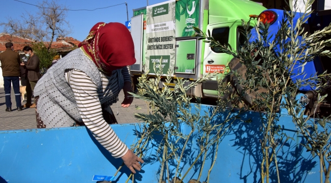Zeytin Fidanları Üreticiyle Buluştu