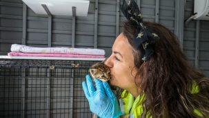 Buca Belediyesi kedileri yuvasız bırakmadı