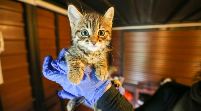 Buca Belediyesi’nden 24 bin can dosta şefkat eli